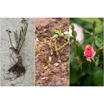 Gorgeous Rose Plant